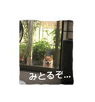 柴犬タロの日常（個別スタンプ：10）