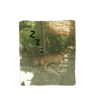 柴犬タロの日常（個別スタンプ：11）