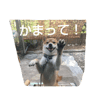 柴犬タロの日常（個別スタンプ：12）