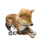 柴犬タロの日常（個別スタンプ：13）