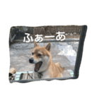 柴犬タロの日常（個別スタンプ：14）