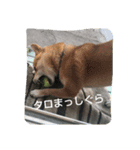 柴犬タロの日常（個別スタンプ：15）