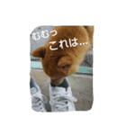 柴犬タロの日常（個別スタンプ：16）