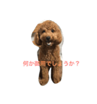 トイプードルharuの日常II（よく使う言葉）（個別スタンプ：1）