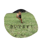 トイプードルharuの日常II（よく使う言葉）（個別スタンプ：6）