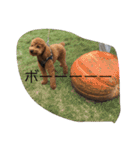 トイプードルharuの日常II（よく使う言葉）（個別スタンプ：10）