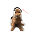 トイプードルharuの日常II（よく使う言葉）（個別スタンプ：13）