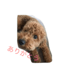 トイプードルharuの日常II（よく使う言葉）（個別スタンプ：19）