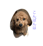 トイプードルharuの日常II（よく使う言葉）（個別スタンプ：31）