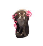 wanko hlu（個別スタンプ：3）