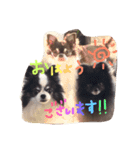wanko hlu（個別スタンプ：6）