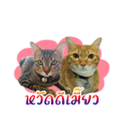 Cat Indy P.Fagthong,N.Tangtai（個別スタンプ：1）