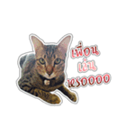 Cat Indy P.Fagthong,N.Tangtai（個別スタンプ：2）