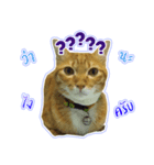 Cat Indy P.Fagthong,N.Tangtai（個別スタンプ：3）