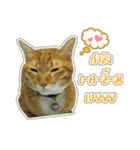Cat Indy P.Fagthong,N.Tangtai（個別スタンプ：4）