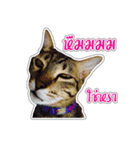 Cat Indy P.Fagthong,N.Tangtai（個別スタンプ：5）
