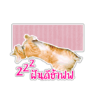 Cat Indy P.Fagthong,N.Tangtai（個別スタンプ：6）