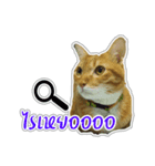 Cat Indy P.Fagthong,N.Tangtai（個別スタンプ：7）