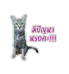 Cat Indy P.Fagthong,N.Tangtai（個別スタンプ：8）