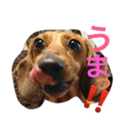お犬様様（個別スタンプ：1）