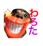 お犬様様（個別スタンプ：2）