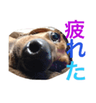 お犬様様（個別スタンプ：3）