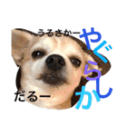 お犬様様（個別スタンプ：4）