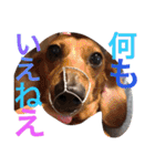 お犬様様（個別スタンプ：6）