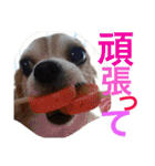 お犬様様（個別スタンプ：7）
