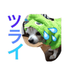 お犬様様（個別スタンプ：8）