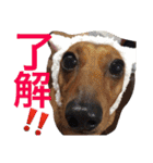 お犬様様（個別スタンプ：9）