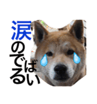 お犬様様（個別スタンプ：10）