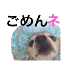 お犬様様（個別スタンプ：12）