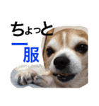 お犬様様（個別スタンプ：14）