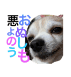 お犬様様（個別スタンプ：15）