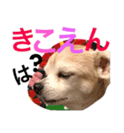 お犬様様（個別スタンプ：16）