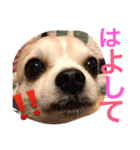 お犬様様（個別スタンプ：17）
