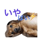 お犬様様（個別スタンプ：18）