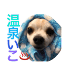 お犬様様（個別スタンプ：22）