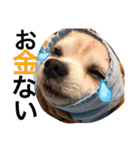 お犬様様（個別スタンプ：23）