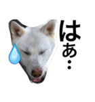 お犬様様（個別スタンプ：25）