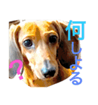 お犬様様（個別スタンプ：26）