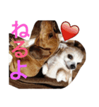 お犬様様（個別スタンプ：27）