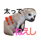 お犬様様（個別スタンプ：28）