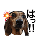 お犬様様（個別スタンプ：29）