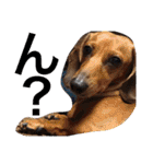 お犬様様（個別スタンプ：30）