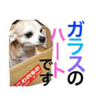 お犬様様（個別スタンプ：31）