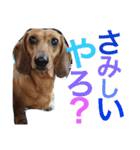 お犬様様（個別スタンプ：32）
