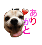 お犬様様（個別スタンプ：33）