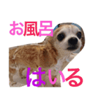 お犬様様（個別スタンプ：34）